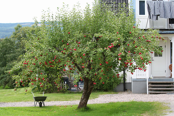 Apfelbaum Ekshärad.jpg